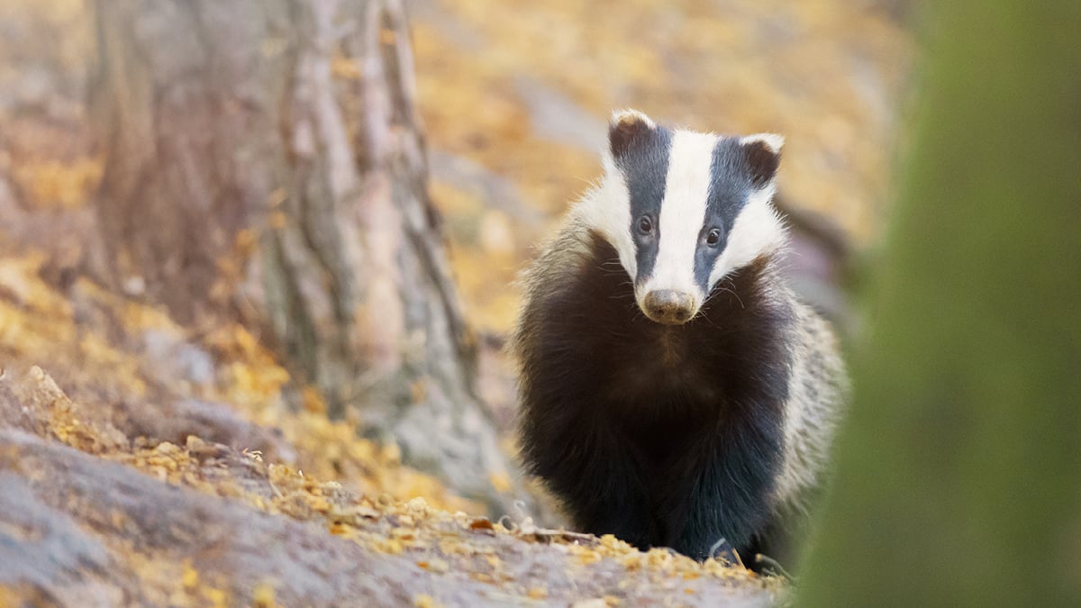 AnlageTandem: Ihr Einstieg ins Anlegen.