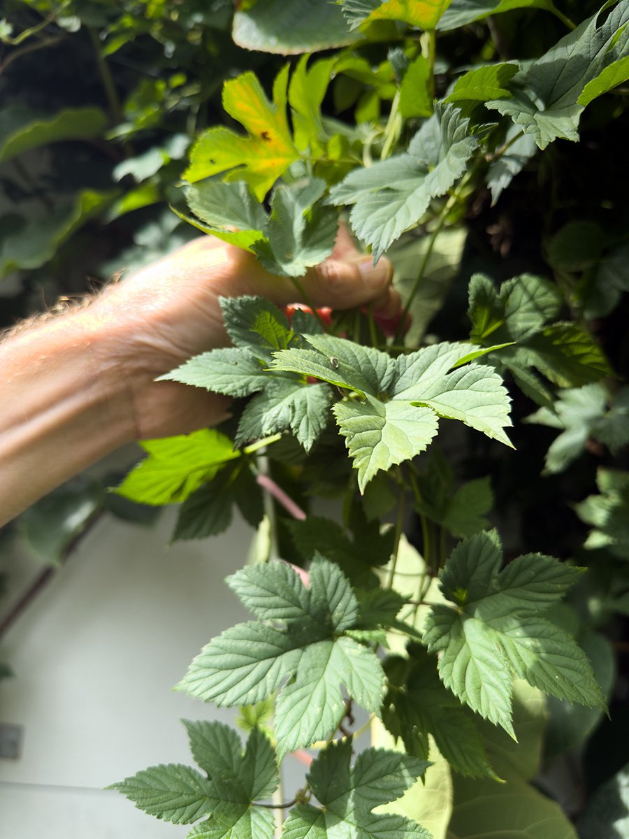 Hopfen gilt als Erdungspflanze und hilft beim Einschlafen. 