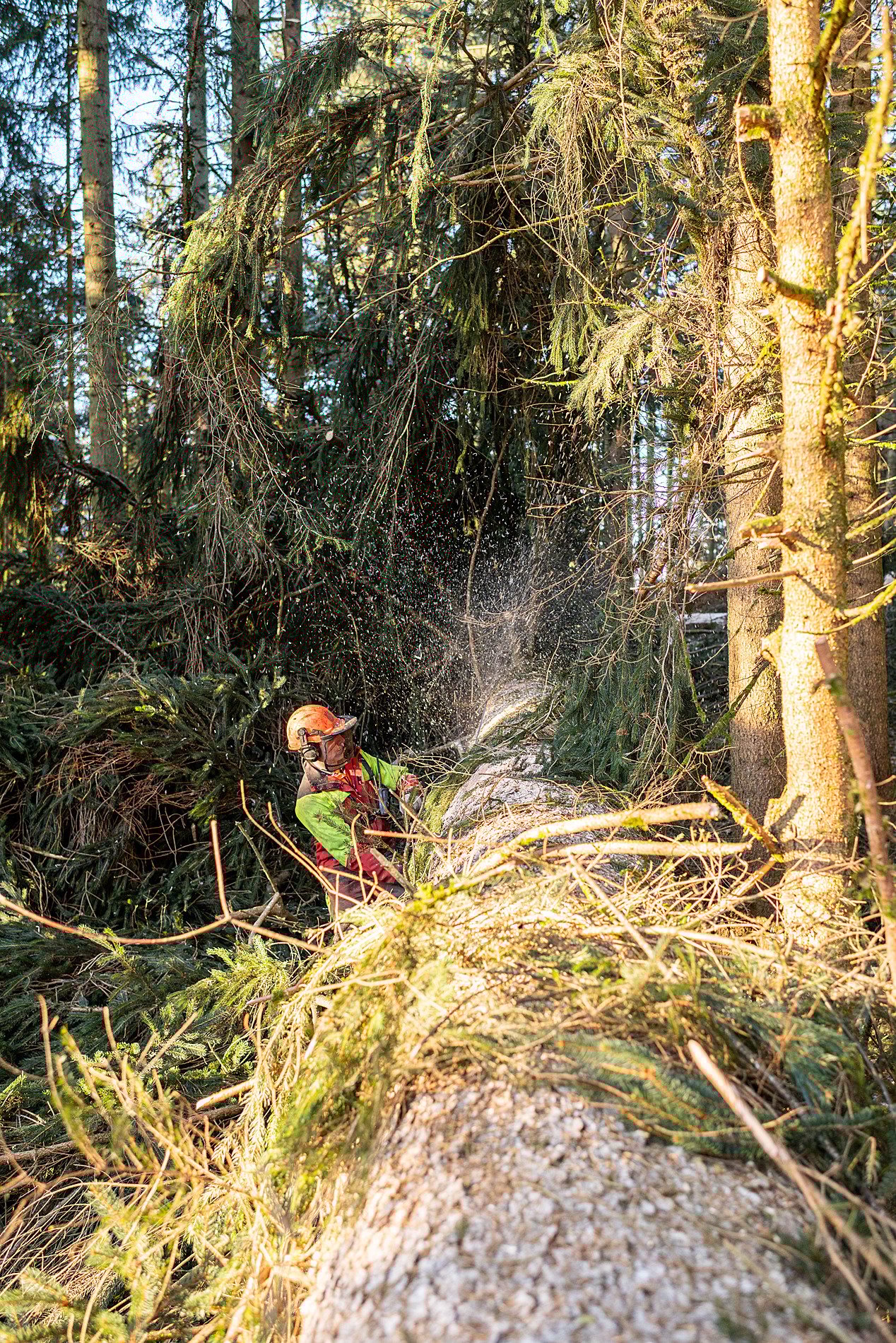 Gefallene Bäume werden sorgfältig entastet.