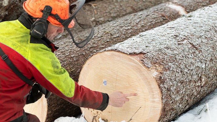 Anhand der Jahresringe kann Christoph Hirschi das Alter eines Baums bestimmen.